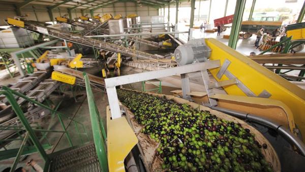 Una almazara en pleno proceso de producción del aceite de oliva Una almazara en pleno proceso de producción del aceite de oliva