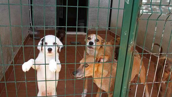 Animales abandonados recogidos Animales abandonados recogidos