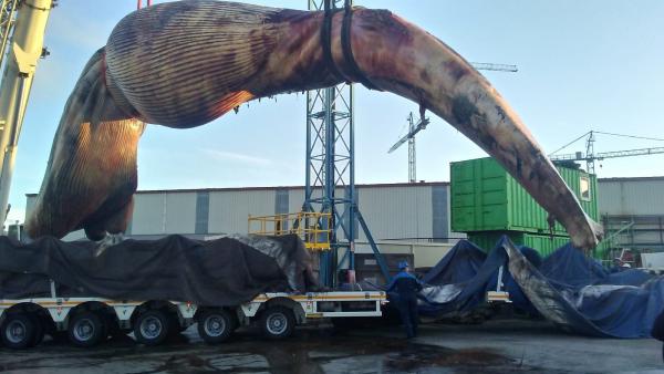 Ballena Ballena