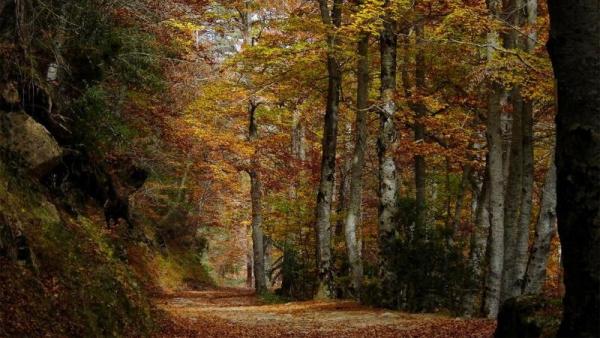El Gobierno de La Rioja organiza la actividad El Bosque Mágico que Cuenta Historias, en La Blanca, dentro de Sierra de la Cebollera El Gobierno de La Rioja organiza la actividad El Bosque Mágico que Cuenta Historias, en La Blanca, dentro de Sierra de la Cebollera