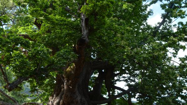 Árbol de Caño Santo en Istán (Málaga), monumento natural Árbol de Caño Santo en Istán (Málaga), monumento natural