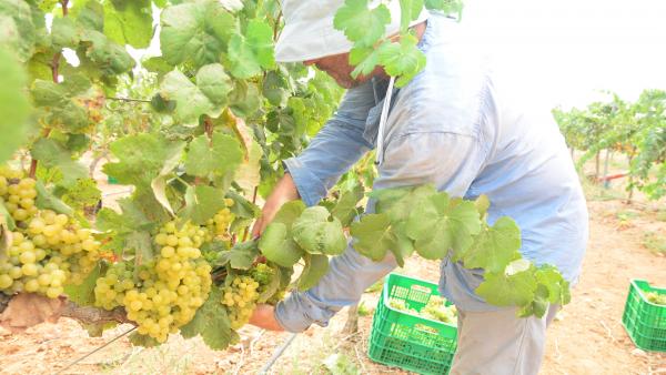 Vendimia en la finca Tomás Ferro Vendimia en la finca Tomás Ferro