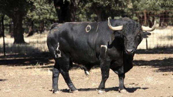 Imagen de archivo de un toro. Imagen de archivo de un toro.