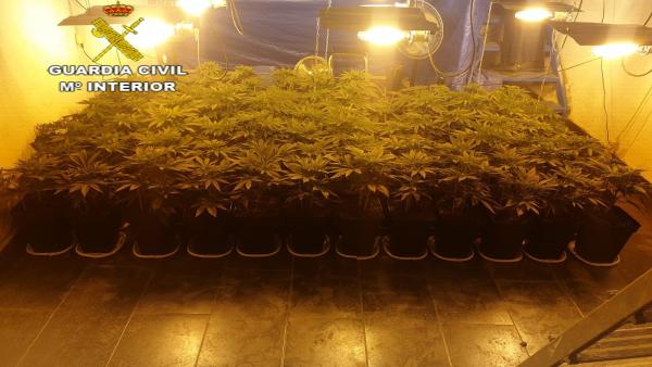 Plantación de marihuana en El Coronil. Plantación de marihuana en El Coronil.