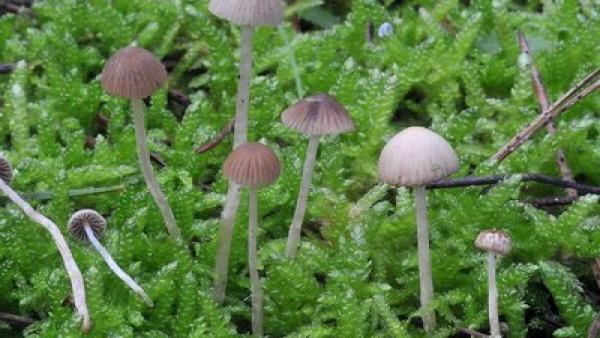 Nueva especie de hongo 'Psathyrella montgriensis' en el aprque natural del Montgrí, las islas Medes y el Baix Ter Nueva especie de hongo 'Psathyrella montgriensis' en el aprque natural del Montgrí, las islas Medes y el Baix Ter