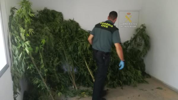 Investigada una vecina de Tomiño (Pontevedra) por una plantación de marihuana. Investigada una vecina de Tomiño (Pontevedra) por una plantación de marihuana.