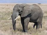 Elefante Africano