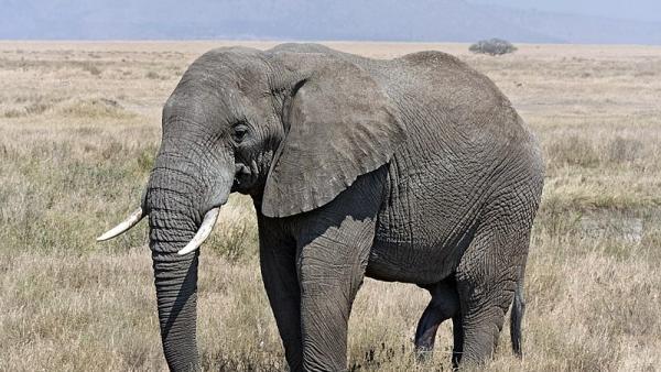 Elefante Africano Elefante Africano