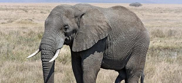 Elefante Africano