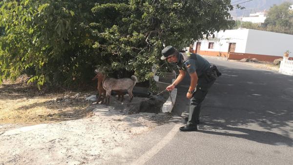 Un agente de la Guardia Civil rescatando unas cabras desorientadas por el incendio forestal de Valleseco Un agente de la Guardia Civil rescatando unas cabras desorientadas por el incendio forestal de Valleseco