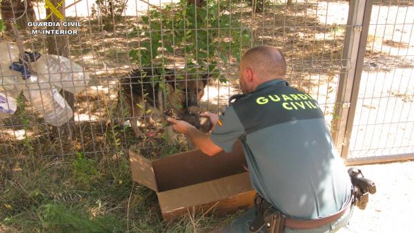 La Guardia Civil De Teruel Rescata A 6 Cachorros De Pastor Alemán Enterrados Vivos En Una Localidad Del Bajo Aragón La Guardia Civil De Teruel Rescata A 6 Cachorros De Pastor Alemán Enterrados Vivos En Una Localidad Del Bajo Aragón