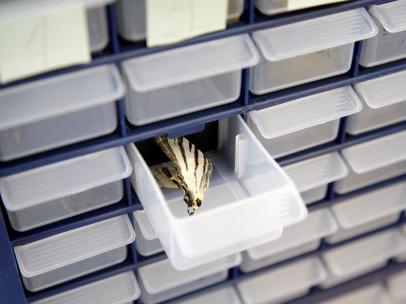 Una mariposa en una caja del laboratorio de Belgrado.