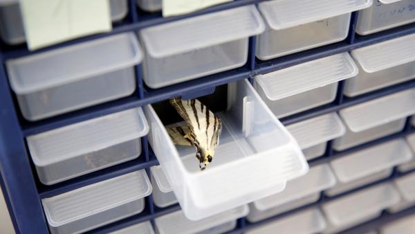 Una mariposa en una caja del laboratorio de Belgrado. Una mariposa en una caja del laboratorio de Belgrado.