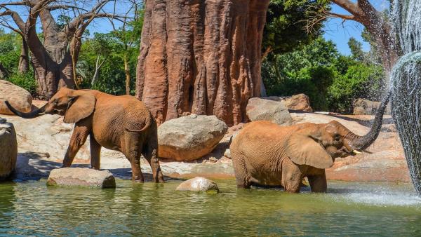El Bioparc reunirà experts de tot el món per a parlar de la conservació de la natura El Bioparc reunirà experts de tot el món per a parlar de la conservació de la natura