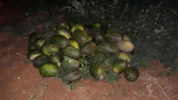 Melones incautados por la Guardia Civil. Melones incautados por la Guardia Civil.