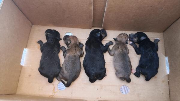 La Policía Local de Alcalá salva a varios cachorros de perros abandonados en un contenedor de basura La Policía Local de Alcalá salva a varios cachorros de perros abandonados en un contenedor de basura