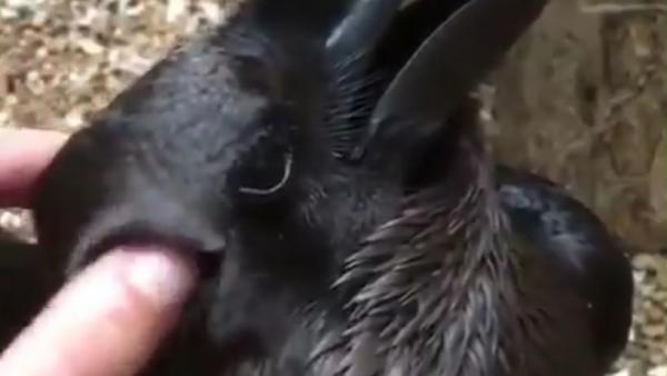 ¿Conejo o cuervo? ¿Conejo o cuervo?