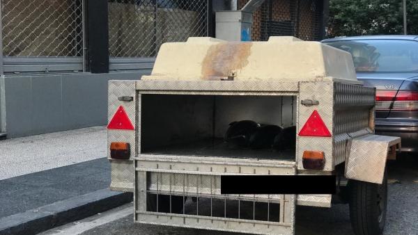 Decomisados en Vitoria 120 kg de bonito, transportado sin las debidas condiciones higiénico-sanitarias Decomisados en Vitoria 120 kg de bonito, transportado sin las debidas condiciones higiénico-sanitarias