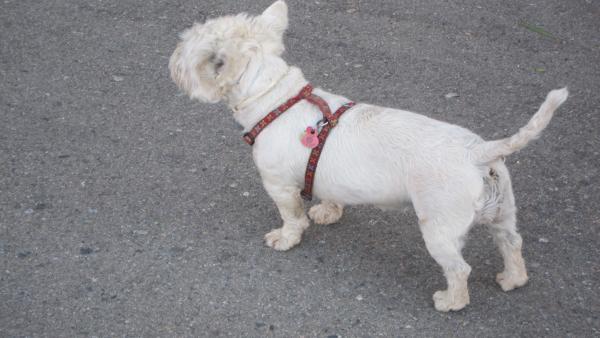 Todos los perros deben de llevar su chip Todos los perros deben de llevar su chip