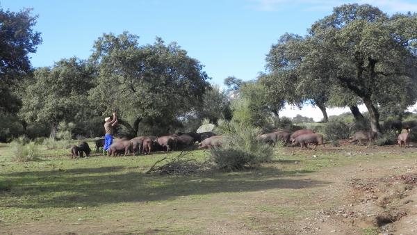Imagen de una dehesa andaluza con labores de pastoreo y ganado. Imagen de una dehesa andaluza con labores de pastoreo y ganado.