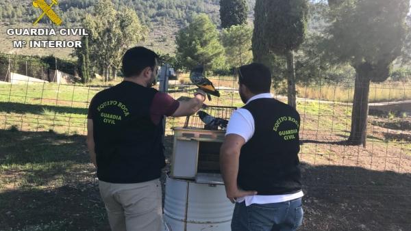 Detingut un home per robar 39 coloms valorats en 30.000 euros al Puig Detingut un home per robar 39 coloms valorats en 30.000 euros al Puig