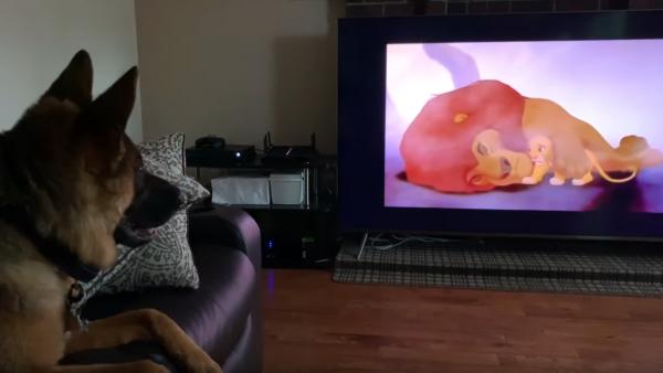 Falco viendo la muerte de Mufasa Falco viendo la muerte de Mufasa