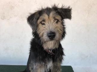 Monte, un perro de película