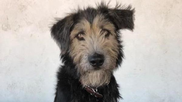 Monte, un perro de pelÃcula