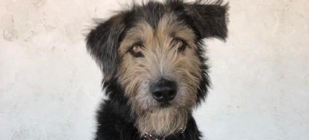 Monte, un perro de película