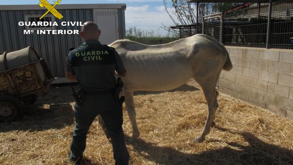 Agente de la Guardia Civil con uno de los caballos desnutridos. Agente de la Guardia Civil con uno de los caballos desnutridos.