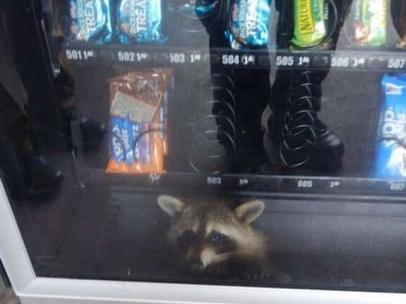 Un mapache atrapado