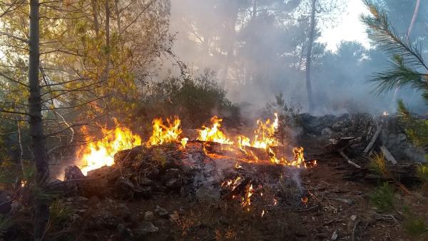Incendio declarado en Son Quint, Esporles. Incendio declarado en Son Quint, Esporles.