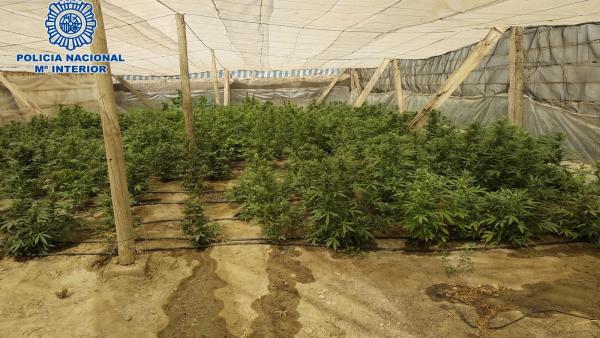 Plantación de marihuana en Matagorda, pedanía de El Ejido (Almería) Plantación de marihuana en Matagorda, pedanía de El Ejido (Almería)