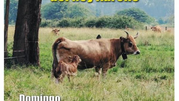 Cartel del concurso de Ganado. Cartel del concurso de Ganado.