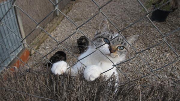 Gatos que se encuentran en el Centro Municipal de Protección Animal de Zaragoza Gatos que se encuentran en el Centro Municipal de Protección Animal de Zaragoza