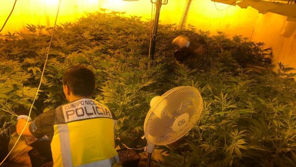 Plantación de marihuana en Daimús Plantación de marihuana en Daimús