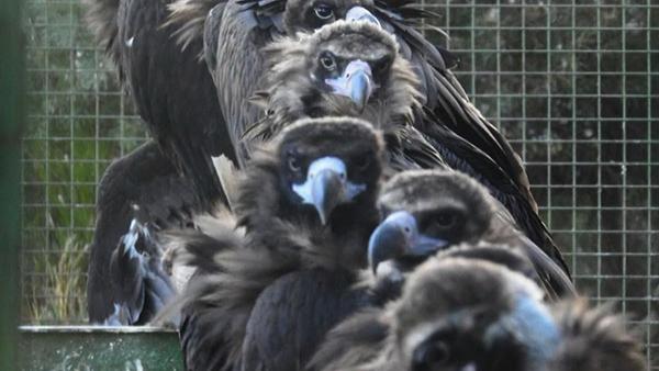 Buitres negros emplazados en un jaulón de Huerta de Arriba (Burgos), donde estas aves pasan una fase de aclimatación de varios meses, previa a su liberación en la Sierra de la Demanda. Buitres negros emplazados en un jaulón de Huerta de Arriba (Burgos), donde estas aves pasan una fase de aclimatación de varios meses, previa a su liberación en la Sierra de la Demanda.
