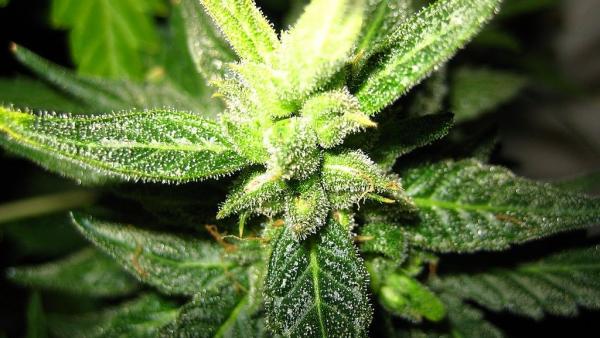Flor de cannabis. Flor de cannabis.