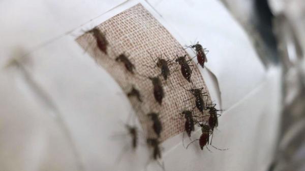 Mosquitos Mosquitos
