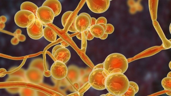 Hongo de Candida auris Hongo de Candida auris