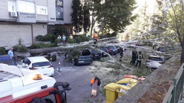 Un árbol cae sobre varios coches en la Calle Herrera Oria de la capital Un árbol cae sobre varios coches en la Calle Herrera Oria de la capital