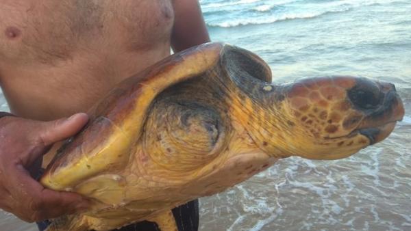 Tortuga boba hallada en Gandia Tortuga boba hallada en Gandia