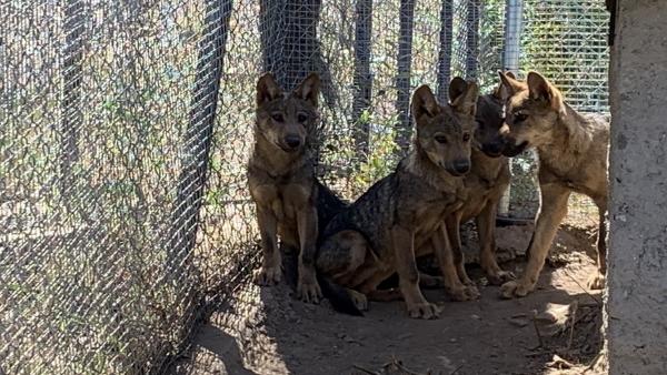 Cuatro lobeznos nacidos en el Centro del Lobo de Zamora cumplen sus primeros meses de vida. Cuatro lobeznos nacidos en el Centro del Lobo de Zamora cumplen sus primeros meses de vida.