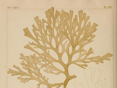 Rugoleptrix Okamurae
