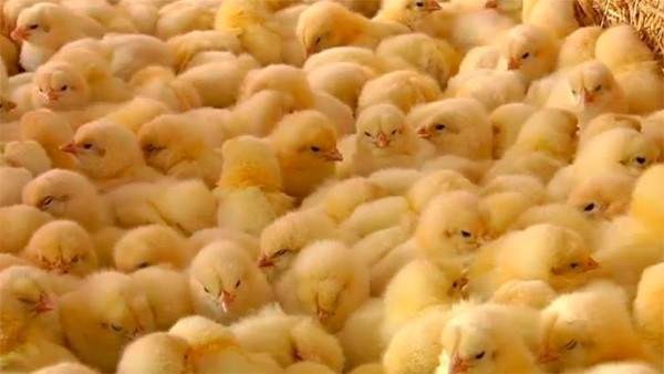 Pollos Pollos