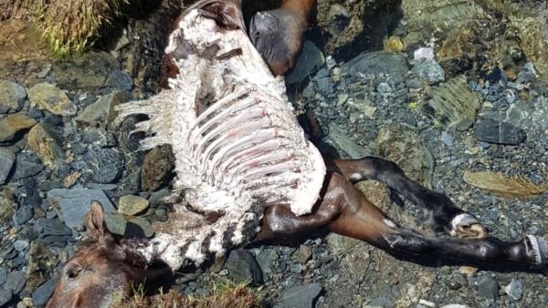 Ataque de un oso a una potra en Aran Ataque de un oso a una potra en Aran