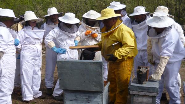Apicultores en una colmena Apicultores en una colmena