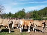 Vacas en la Finca Experimental La Garcipollera