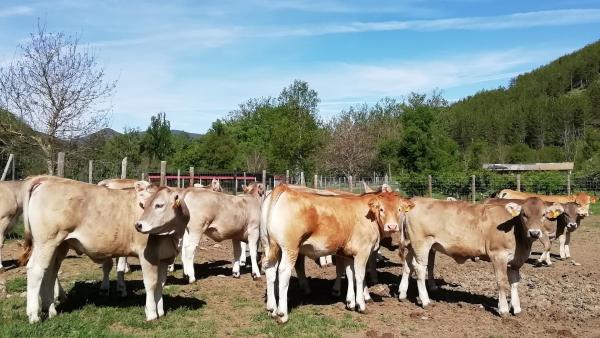 Vacas en la Finca Experimental La Garcipollera Vacas en la Finca Experimental La Garcipollera