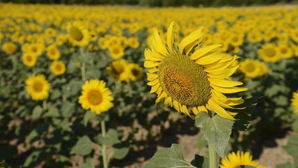Girasol Girasol